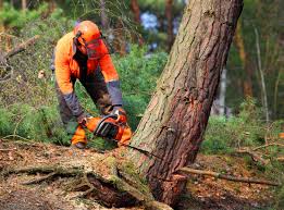 How Our Tree Care Process Works  in  Chama, NM
