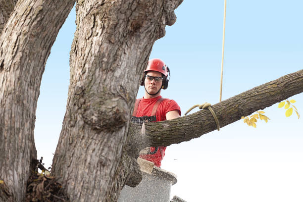 Best Storm Damage Tree Cleanup  in Chama, NM